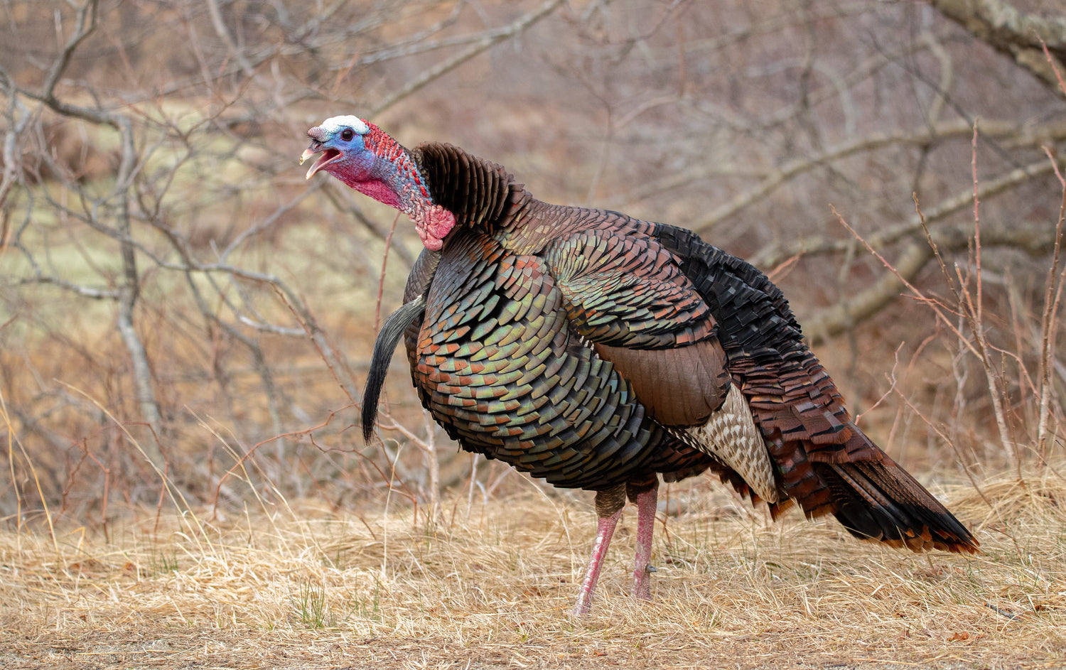 The Science of Turkey Calling: Effective Techniques for Different North American Turkey Breeds