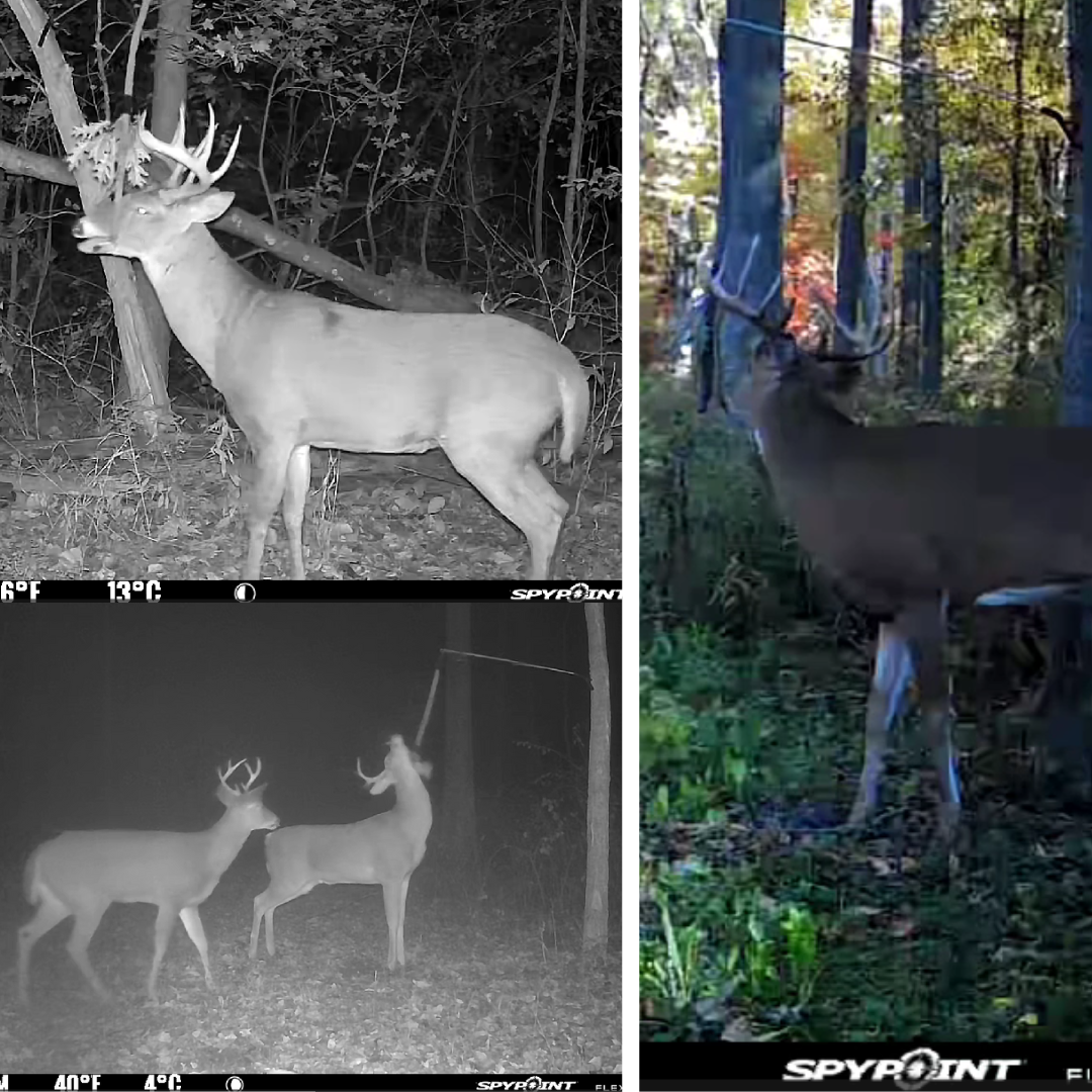 BuckStik BuckVine w/ 3 Pack of Glands