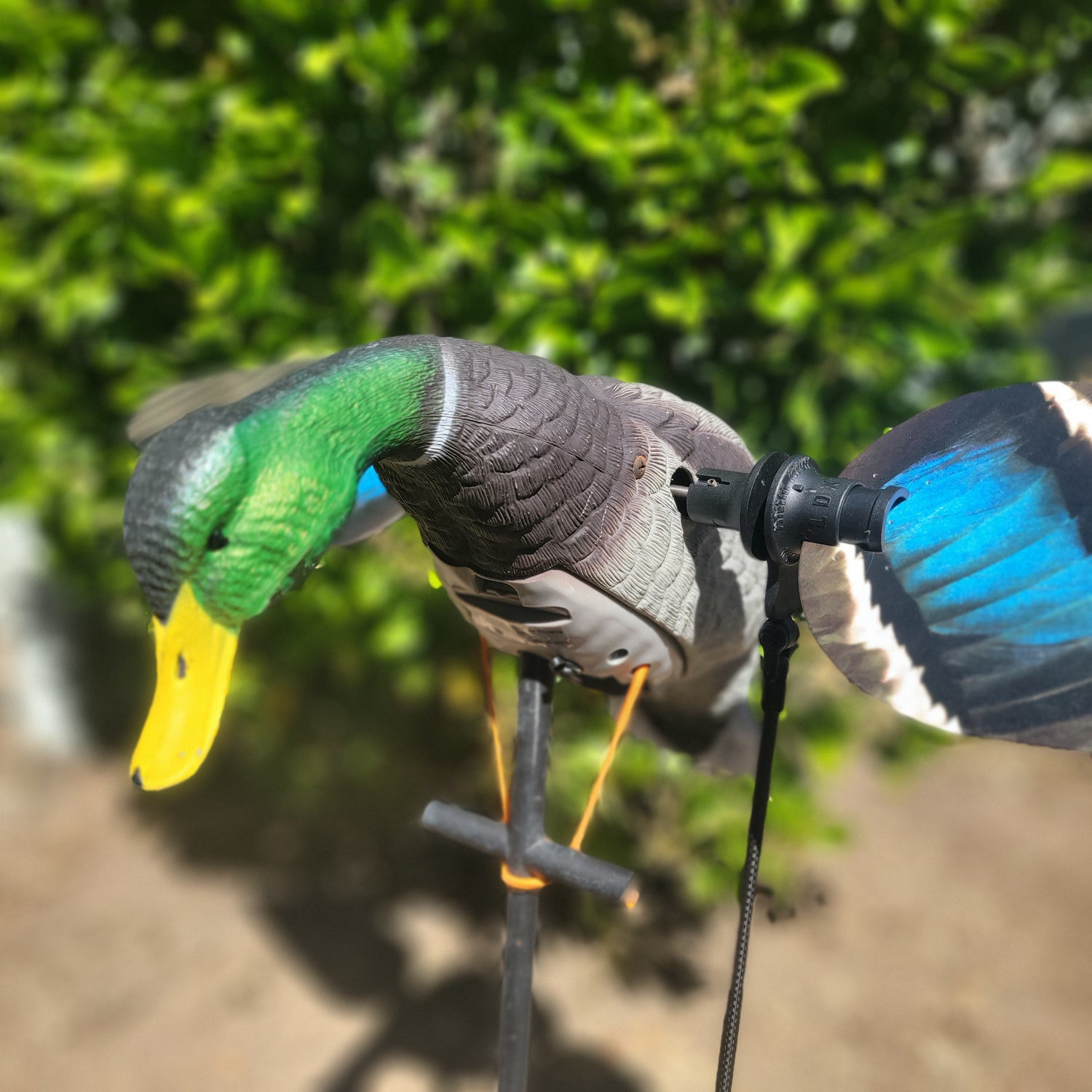 Animator V2 for Super Lucky Duck