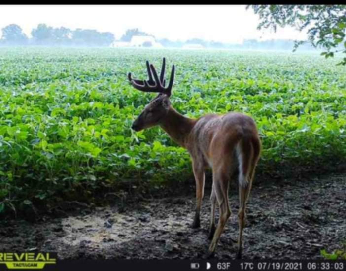 Whitetail Buffet