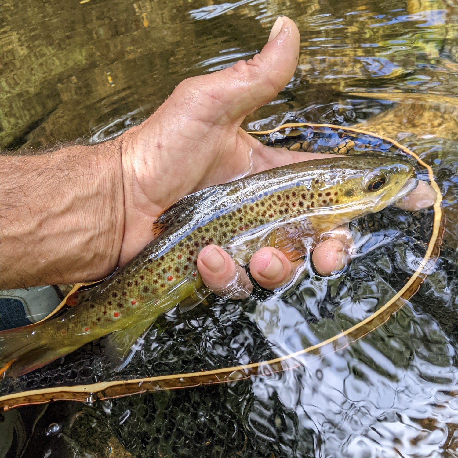 Hellbender Nets The Brookie - 8x12