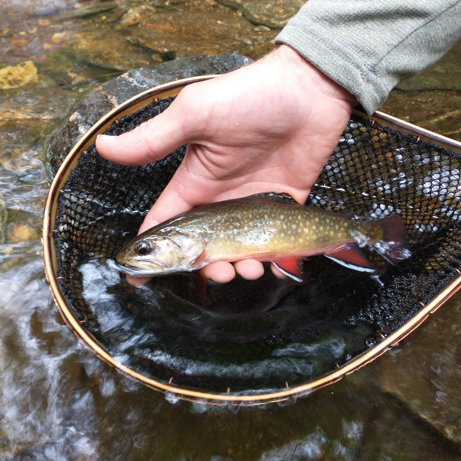 Hellbender Nets The Brookie - 8x12