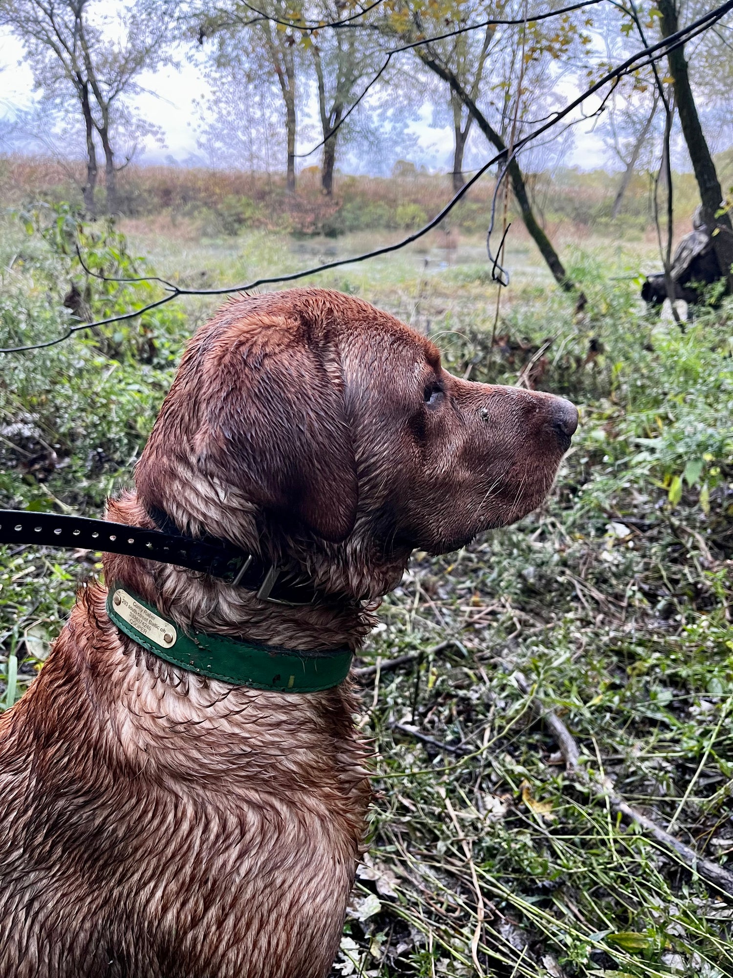 Dog Training and Hunting