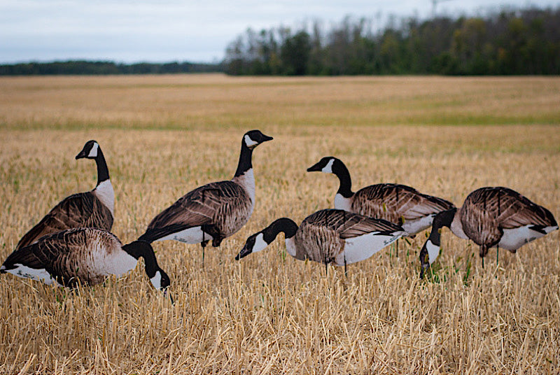 Waterfowl Decoys and More