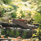 "Kluk" WALNUT/POPLAR TURKEY BOX CALL
