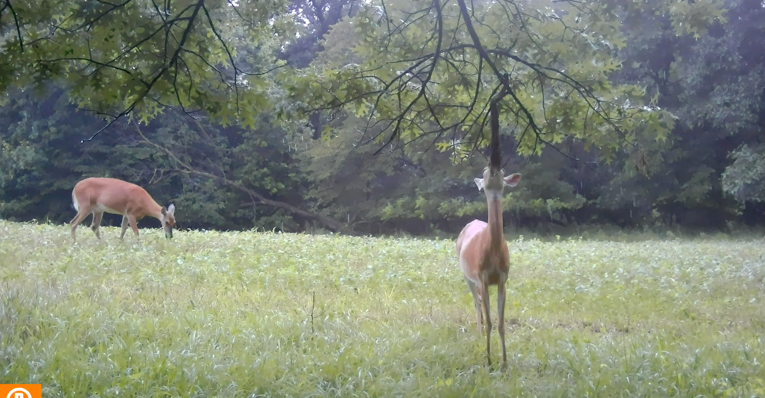 Raised Hunting Scrape Queen | Doe Preorbital Gland