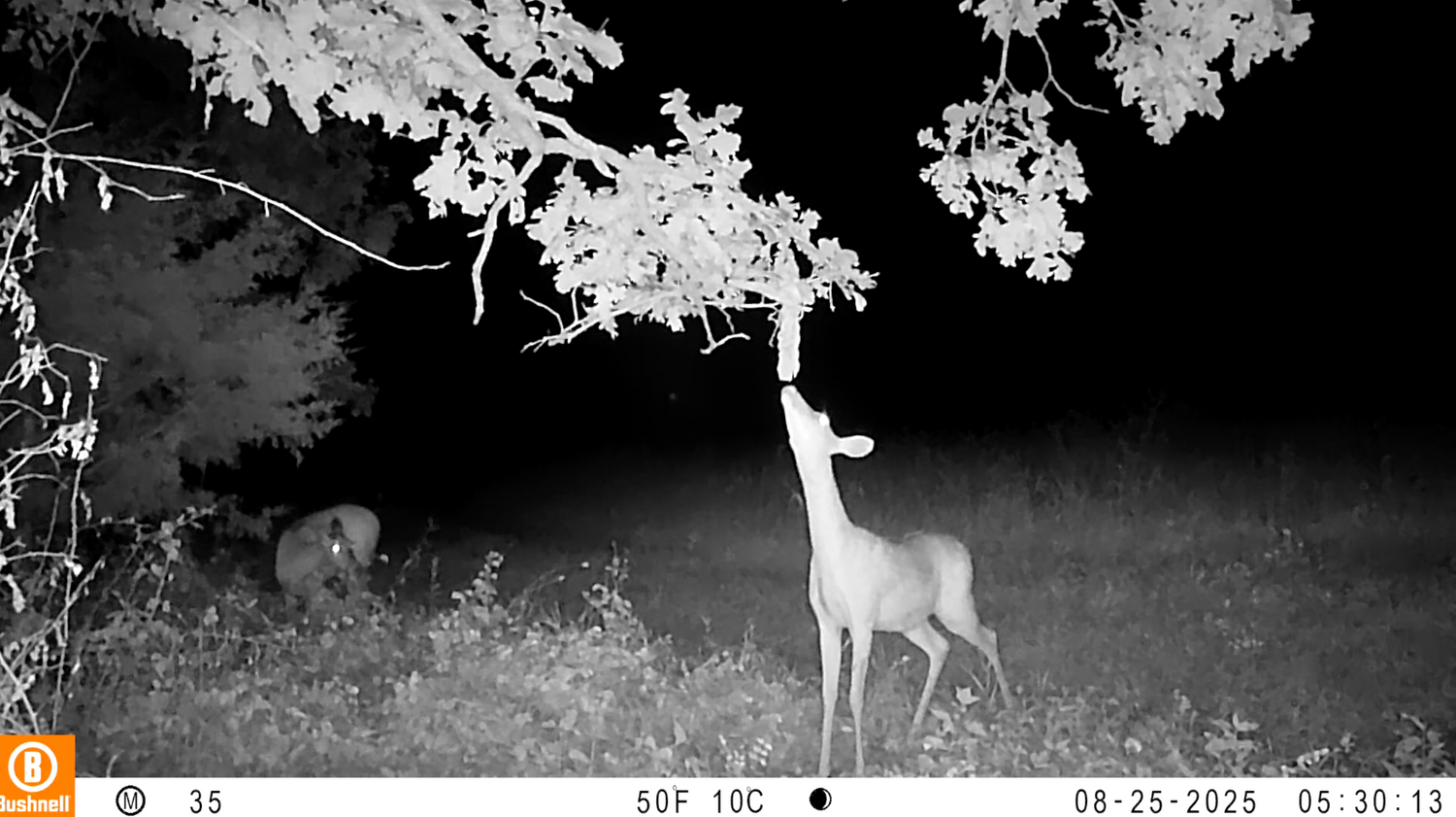 Raised Hunting Scrape Queen | Doe Preorbital Gland