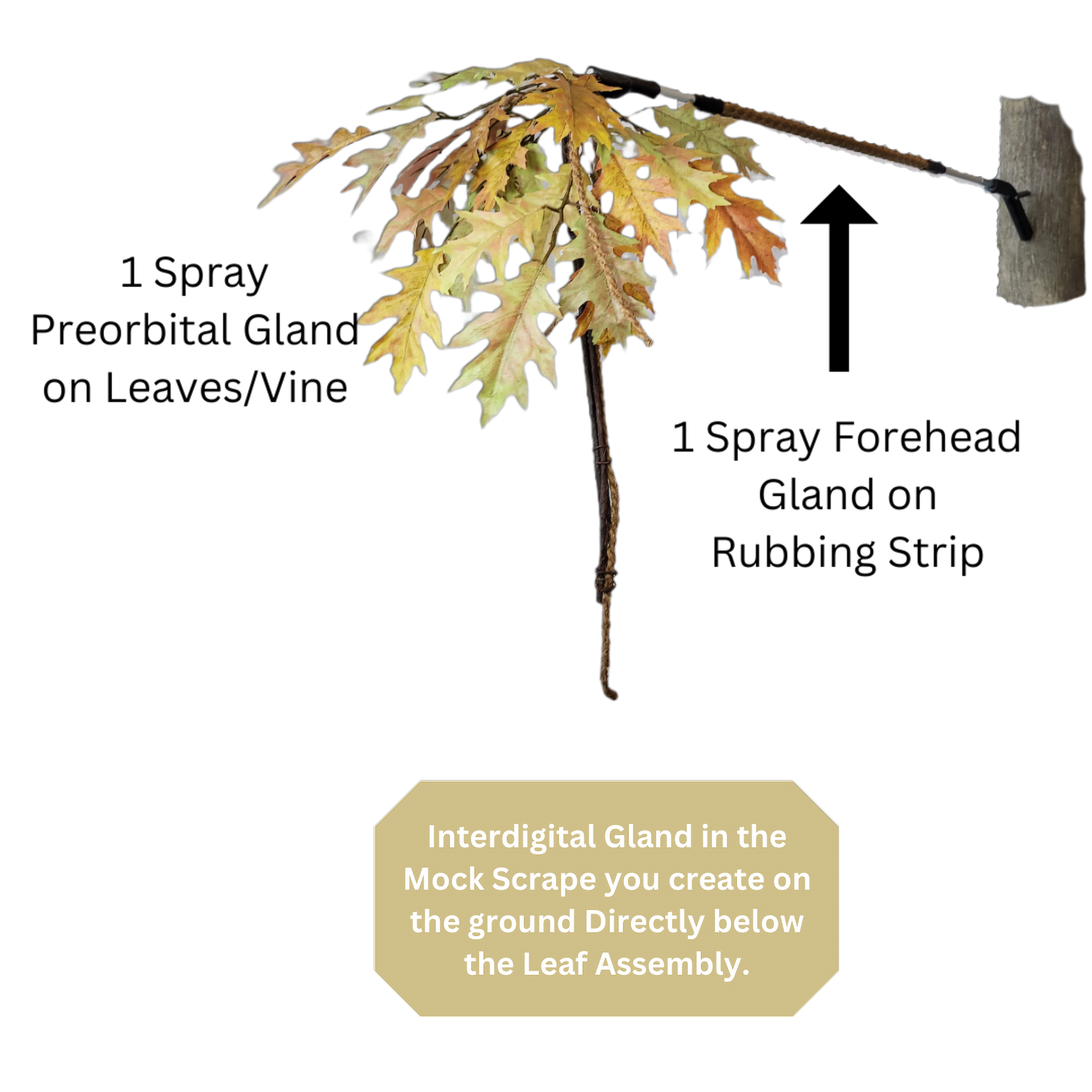 BuckStik BuckBranch w/ 3 pack of Glands