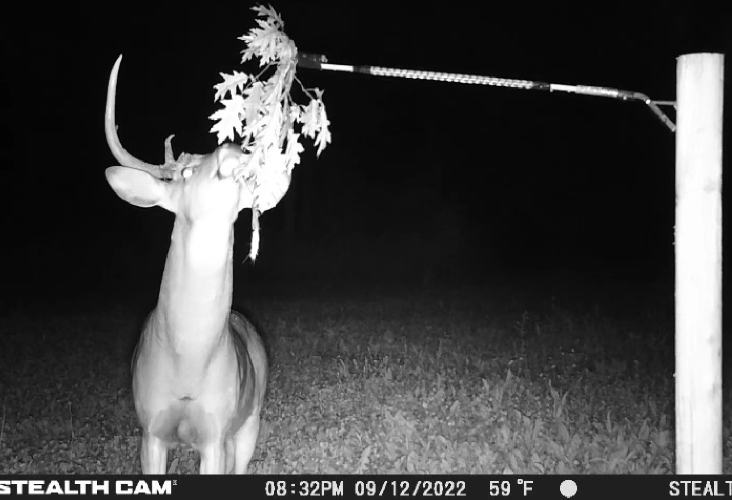 BuckStik BuckBranch w/ 3 pack of Glands