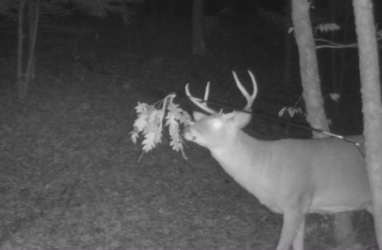 BuckStik BuckBranch w/ 3 pack of Glands