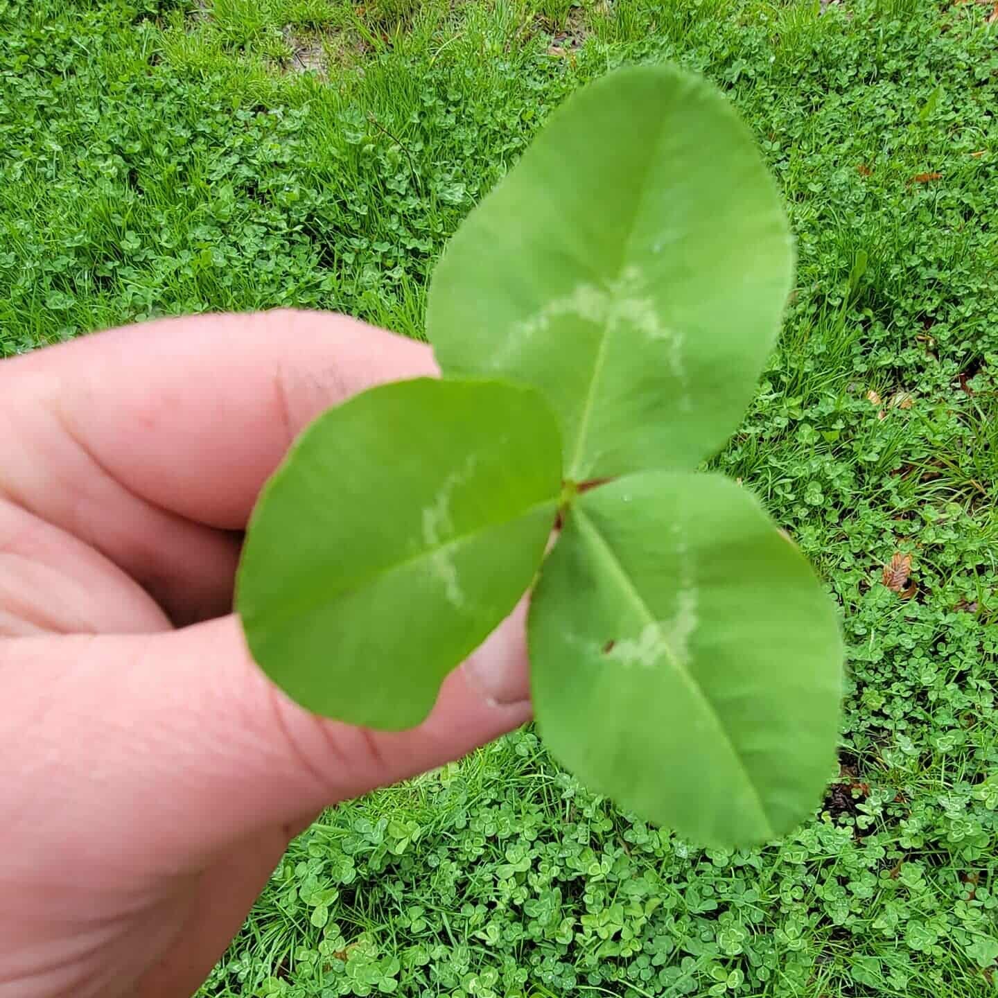 Big Azz Clover