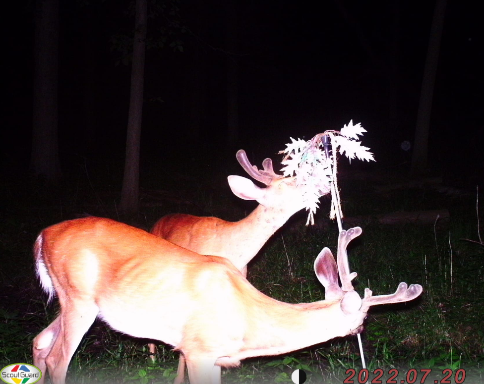 BuckStik w/ 3 pack of Glands